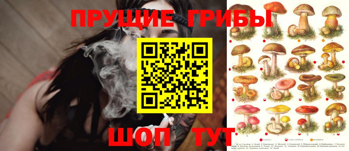 Псилоцибиновые грибы Cubensis Урюпинск